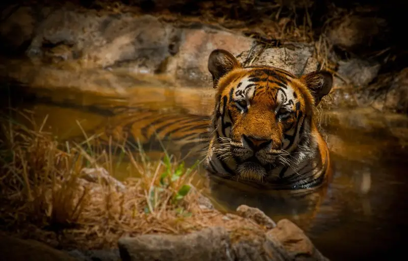 Bannerghatta Biological Park