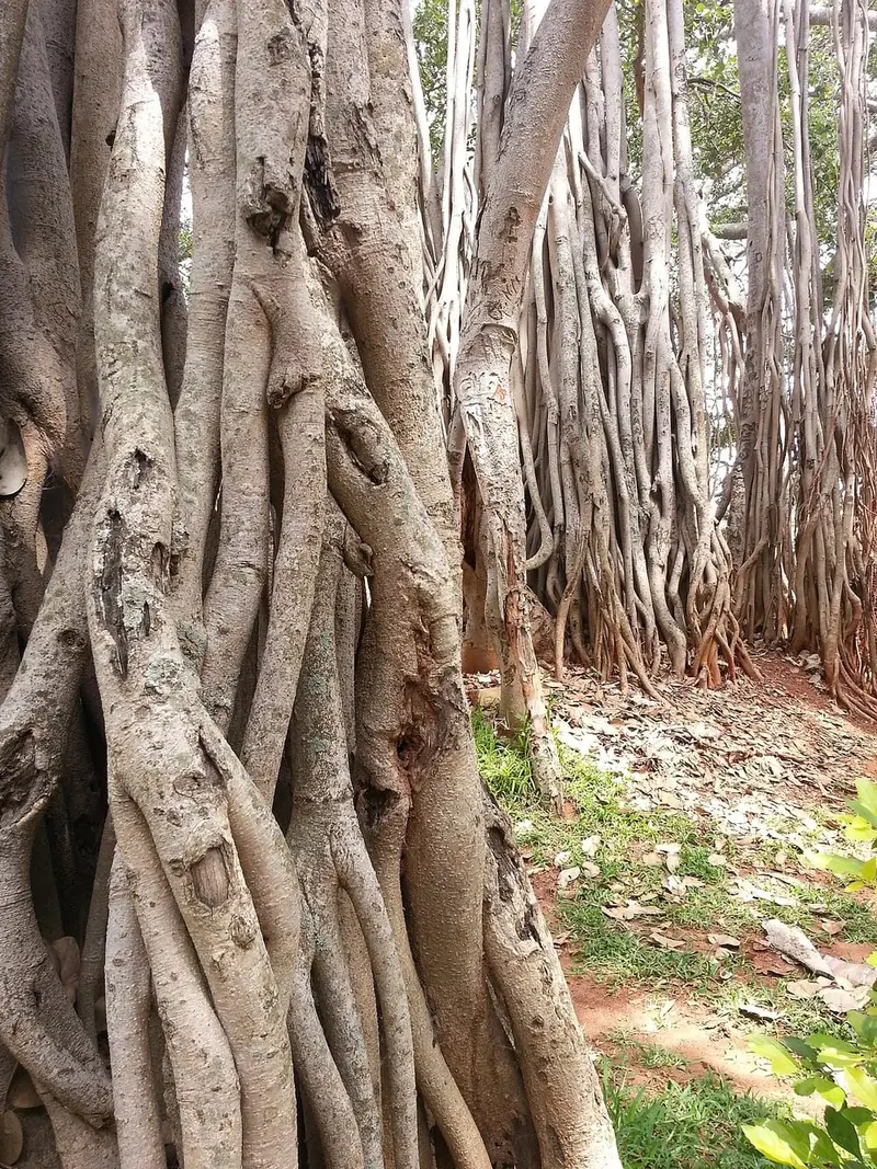 Big Banyan Tree (Dodda Alada Mara)