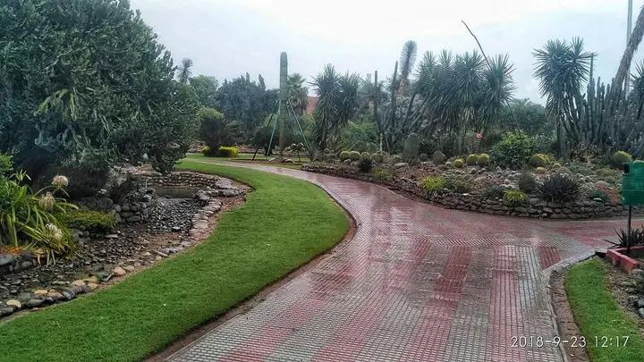 Cactus Garden