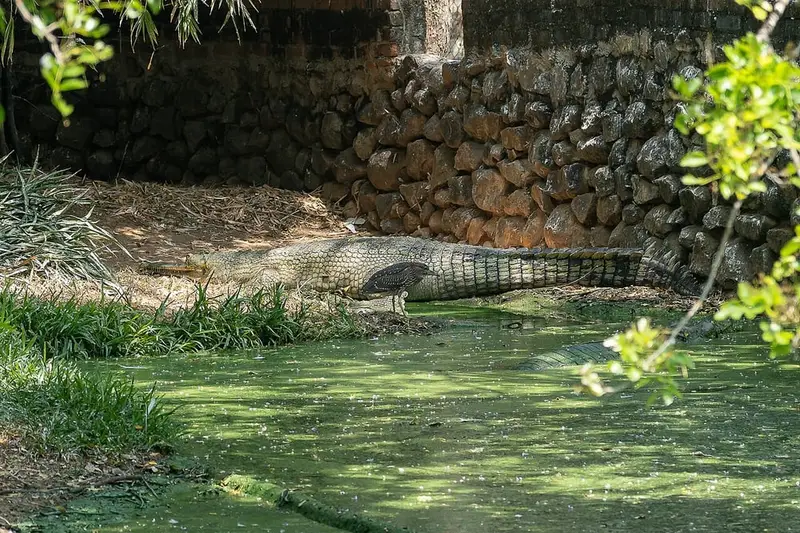 Madras Crocodile Bank