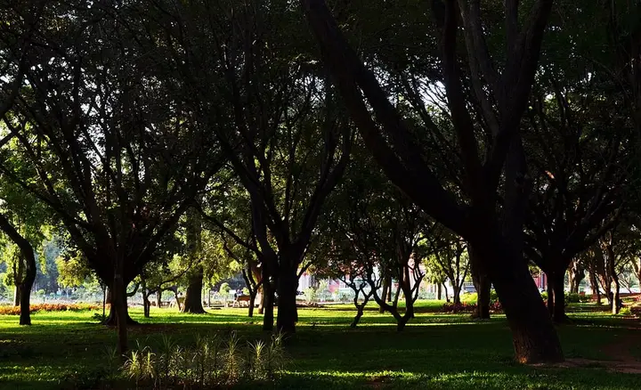 Cubbon Park
