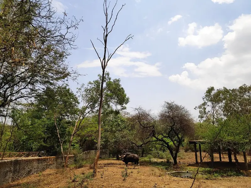 Rajiv Gandhi Zoological Park, Katraj