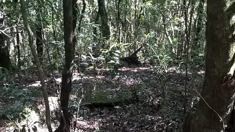Mawphlang Sacred Forest