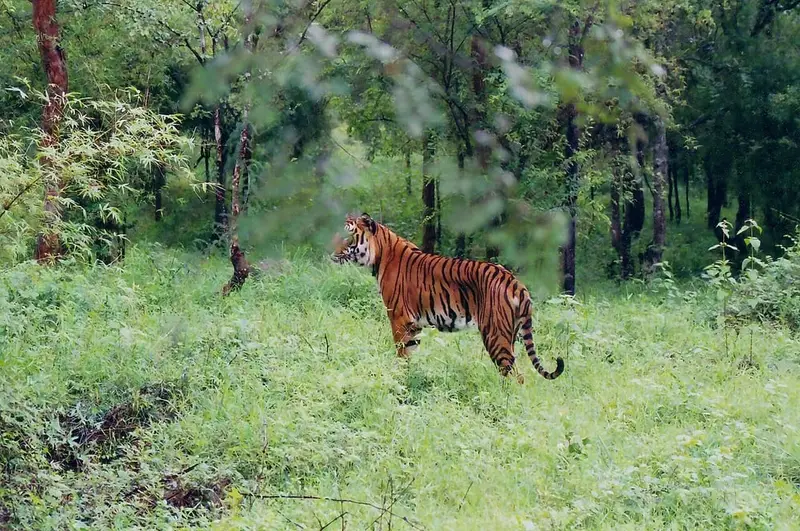 Bhadra Tiger Reserve, Muthodi