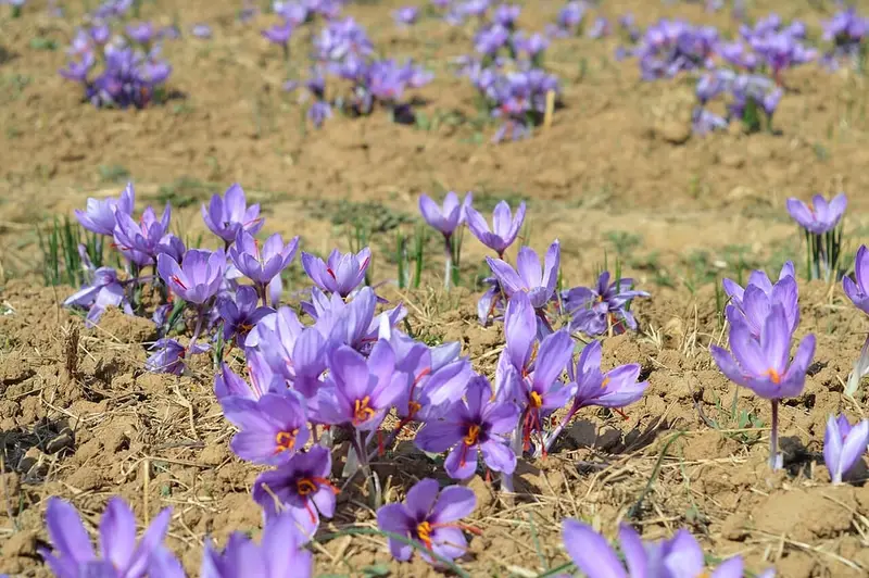 Pampore saffron fields