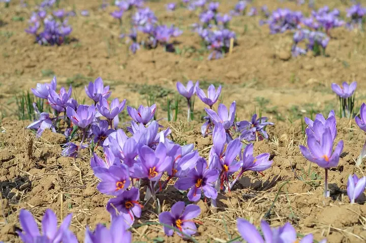 Pampore saffron fields