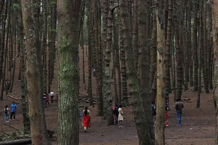 Pine Forest