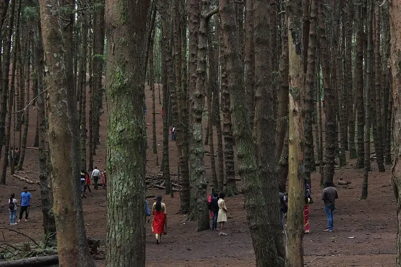Pine Forest