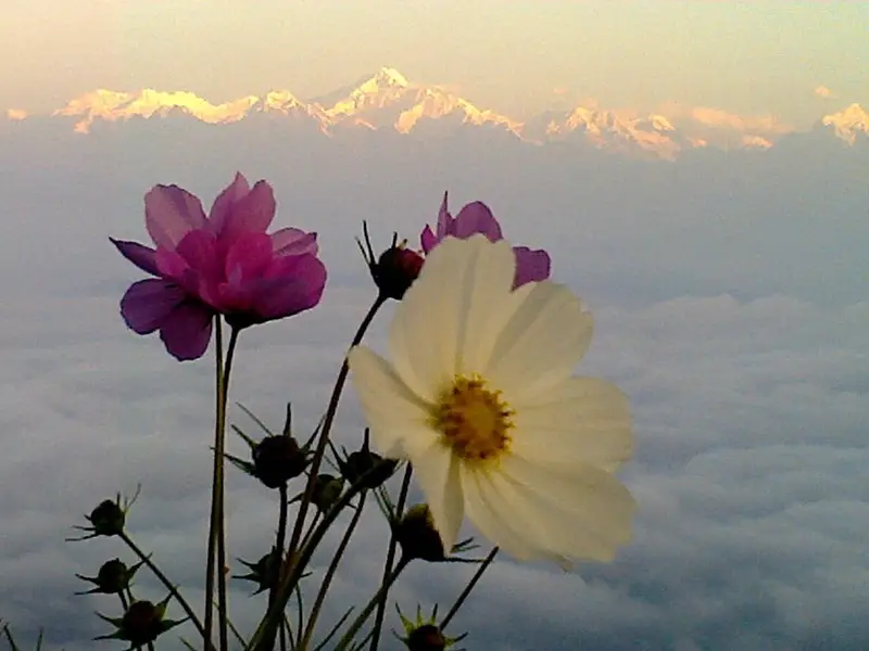Rishop Kanchenjunga viewpoint