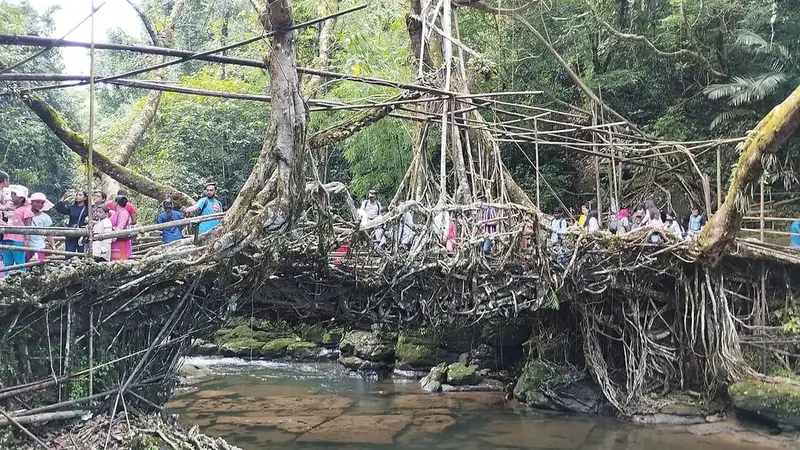 Riwai living root bridge