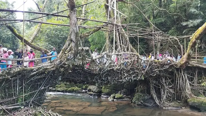 Riwai living root bridge