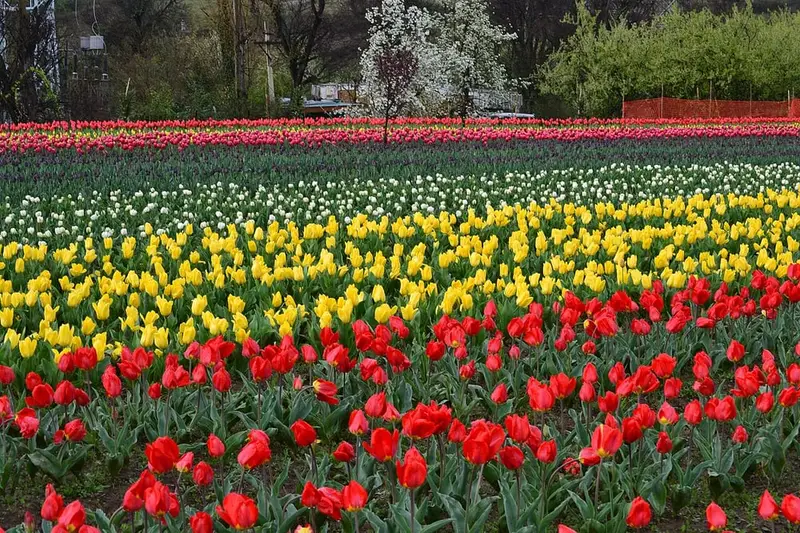 Tulip Garden