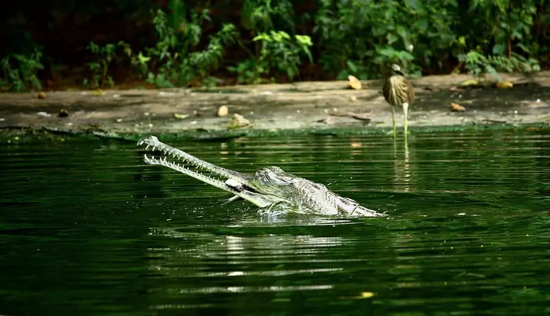 Indira Gandhi Zoological Park