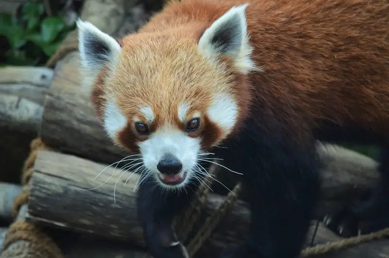 G B Pant High Altitude Zoo